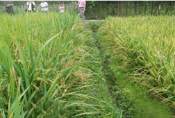 微生物肥料的�q�K��前景